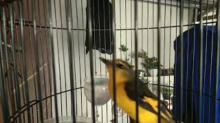 Burung Mantenan Jantan
