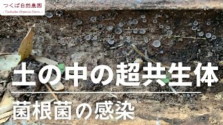 土の中の超共生体シリーズ 5 菌根菌の感染の仕組み