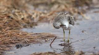 ♪鳥くん野鳥動画（沖縄県石垣島）ヒバリシギ20190907JO6A7770