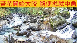 苦花開始大咬 隨便拋就中魚 @今年提早開咬 又濕又冷沿路都好釣 #溪釣 #苦花