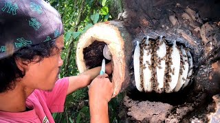 NILUSOB NAMIN ANG LUNGGA NG MGA BUBUYOG ANG DAMI NAMIN NAKUHANG PULOT