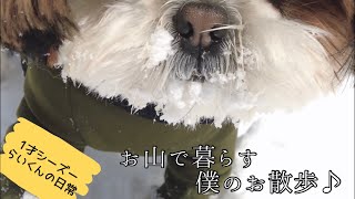 [1才シーズー]らいくんの日常/お山で暮らすワンコのお散歩♪