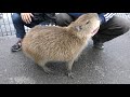 撫でられたい子供カピバラ 日立市かみね動物園 2017年10月21日