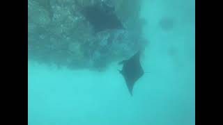 素潜りで奇跡のブラックマンタに出会う(🇵🇼) Reef Manta Ray and Black Manta Ray in Palau