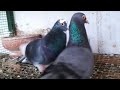 best competition pigeons in Sri Lanka - pigeon Breeder Askin Cool