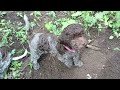 training lagotto puppies