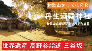 和歌山かってにＰＲ　029「丹生酒殿神社　大イチョウ」丹生都比売大神　2020年12月1日　和歌山の紅葉スポット　世界遺産高野参詣道三谷坂　GoProMAX　大上敬史　Takashi.Oue