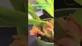 Cattleya orchids #shorts #flowers#orchidshow  #flowergarden  #orchidworld  #shortvideo #flowers