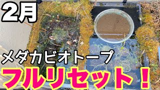 2月の真冬にメダカビオトープをフルリセットしてみると‥水草の植え付け！メダカ睡蓮ビオトープ