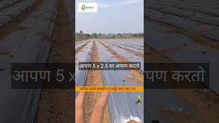 गॅलन वांगी भाग 1 | अंतर व काय समस्या येतात #वांगी #गॅलन #borgave_technology #borgave #bhajipla