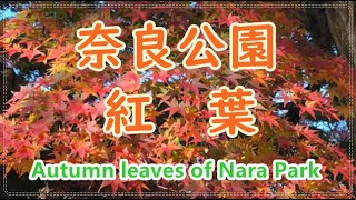 【Nara】奈良公園のキレイな紅葉🍁🍁🍁Autumn leaves of Nara Park！