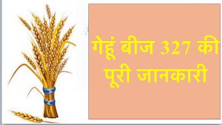 गेन्हु DBW 327 की जानकारी | high yield Wheat variety | #dbw327 #wheatvariety #agriculture