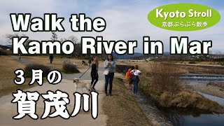 Kyoto Japan【4K】 3月初旬「賀茂川」河川敷を歩く（鴨川デルタ→出町橋→葵橋→出雲路橋→北大路橋）Walk the Kamo River in Mar