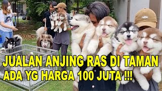 JUALAN ANJING RAS DI TAMAN, HARGA 100 JUTA AJA