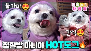 [#새롭동물농장] 세상에서 제일 HOT한 DOG~ 찜질 중독 보리🐶🔥 사람보다 찜질을 잘하는 개가 있다!!😅 / EP.1156 #TV동물농장 #AnimalFarm #SBSstory