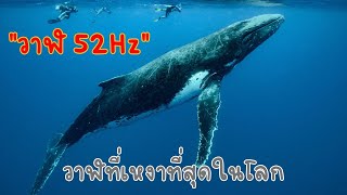 “52Hz” วาฬที่โดดเดี่ยวที่สุดในโลก