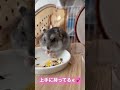 野菜大好きハム🐹フリーズドライ大好き❤ ハムスター 食事 可愛い 癒し動画