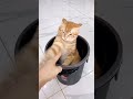 cats😺 funny cute video 🐾 253