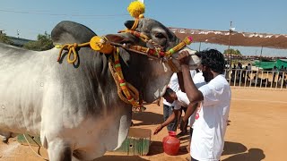 2025- ఉత్తనూర్ 4పళ్ళ విభాగం.10వ జత..