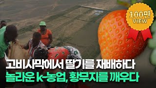 세계가 러브콜 하는 한국농업 ! 케냐 씨감자 프로젝트, 고비사막의 딸기 프로젝트....황무지를 기회의 땅으로 [농업이 미래다 2] 20190903