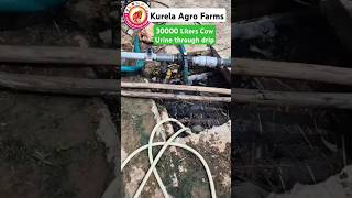 30000 liters of cow urine fertigation dragon fruit farm #kurelaagrofarms #farming #kurelabrothers