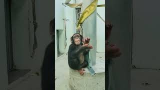 「赤ちゃんチンパンジーの無邪気な姿に心奪われる！」　baby chimpanzee is too cute #長崎ちゃんぽん