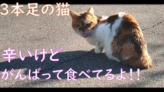 【3本足の猫】口内炎治療中で辛いけど、頑張って食べてるよ！