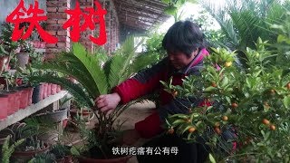 刚买回去的铁树不会养？花婶给你讲讲，保证叶子不发黄，四季都能绿油油！【农家花婶】