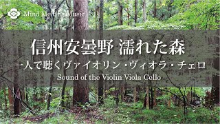 【4K】信州安曇野　濡れた森　一人で聴くviolin viola cello｜ヴァイオリン・ヴィオラ・チェロ｜STRINGS（自然映像とBGM/心身浄化・癒し/作業用BGM）