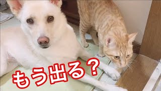 お風呂の出待ちをしてくれる犬と猫がこちらです笑　犬と猫　【なかよし犬と猫】【保護猫　保護犬　かわいい癒やし動画】【犬と猫どっちも飼ってると毎日たのしい】