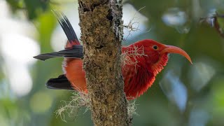 Birding on the Island of Hawai‘i, looking for rare native species #birding #endangeredspecies