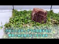 70秒で簡単作成グロッソスティグマ絨毯！　テラリウム 水草　terrarium aquatic plants