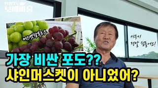 130년된 포도 종자! 다른 포도와 비교하면?!?! [배포큰농장]