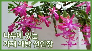 가재게발선인장 키우는 방법(feat. 감상타임) / How to grow christmas cactus