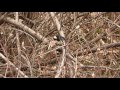 【利根運河の野鳥】アカゲラ great spootted woodpecker②（Ｈ29.1.27）