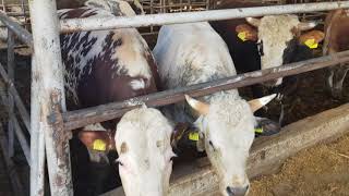 An inside view of one of the biggest bulls farm in Romania