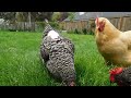 blind hen hears mom 🐓♥️