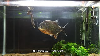 【新】ピラニア水槽  13 拒食中につきイワシを1本ブチ込んでみる。