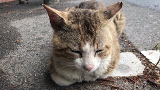 雨が降ると「つまんない」かな？白キジ猫ちゃん【公園野良猫の暮らし】cute cat videos