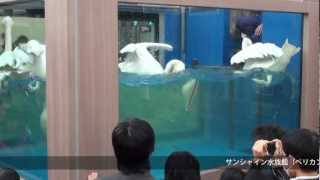 モモイロペリカンの水中での食事シーン。結構すごい感じ（サンシャイン水族館）