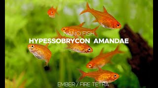 Ember / Fire Tetra - Hyphessobrycon amandae