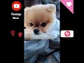 the cutest jiffpom tik tok videos