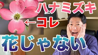 ハナミズキの花が花ではない話【庭師が解説】