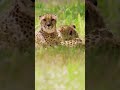 Cheetahs are fast