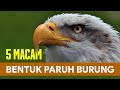 5 Macam Bentuk Paruh Burung dan Fungsinya