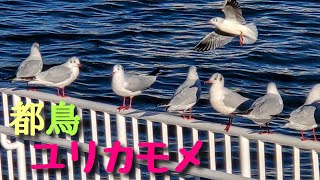 都鳥 ユリカモメ　隅田川桜橋にて2022年1月12日撮影