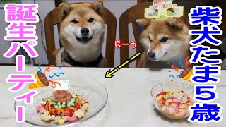 【柴犬】たま５歳の誕生日パーティー【おめでとう】