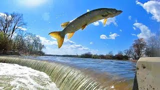 MUSKY JUMPING WINGRA DAM - Madison Wisconsin