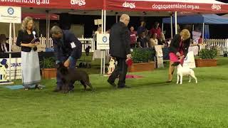 2019 Queensland Dog of Year Final