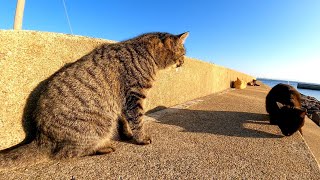 夕方の防波堤で猫の集会に参加してきた